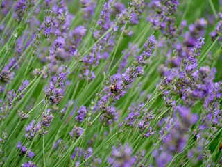 Obraz premium NAKAFURANO, JAPAN – JULY 28, 2025: A honeybee collecting pollen from a vibrant lavender sprig at Farm Tomita, highlighting the natural biodiversity within the famous Hokkaido flower fields.