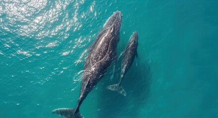 Naklejka premium Mother Humpback Whale and Calf Swimming in Blue Sea Aerial Shot