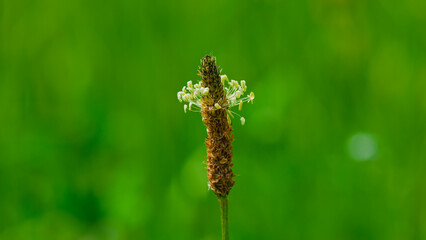 Common plantain flower on a blurred green background. © APHOTOSTUDIO