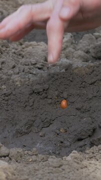 Worker on farm puts organic bean into rich soil in backyard garden. Organic food grown at home provides fresh produce. Beans develop best in well-drained soil with plenty of sunlight