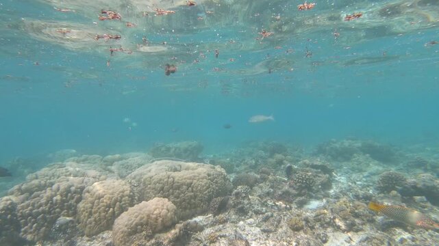 The round ribbontail ray or blotched fantail ray (Taeniurops meyeni) is a species of stingray in the family Dasyatidae, found throughout the nearshore waters of the tropical Indo-Pacific,