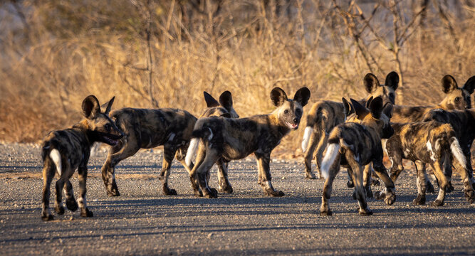 African Wild Dog Pack Moving on Gravel Road, Golden Hour Light, Kruger National Park, South Africa