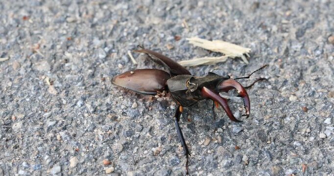 Severely injured but still moving male stag beetle (Lucanus cervus) in a Southern German forest in spring, with its body eaten by a bird.