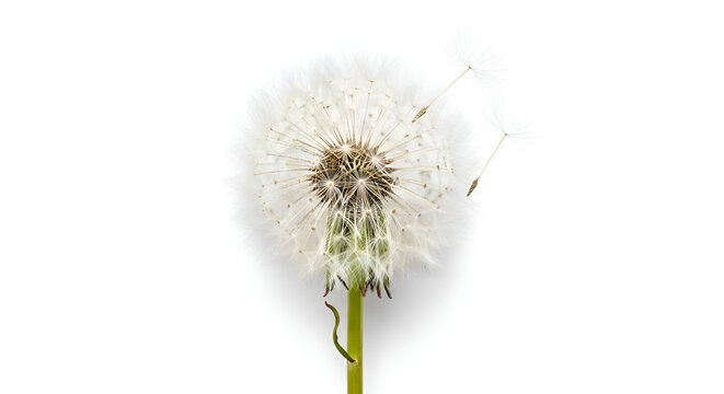 Dandelion flower with white seeds.