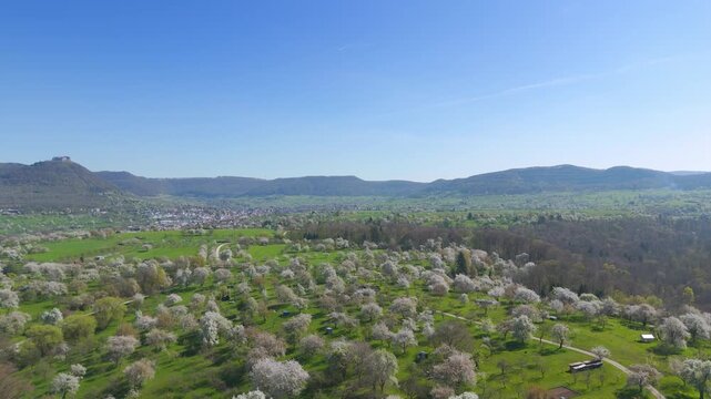 Panoramic view of a blooming orchard near Neuffen in spring. View of the Swabian Alb with Hohenneuffen Castle under a blue sky. Baden-Wuerttemberg.
