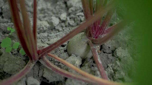 Mature beet shows contrast of deep red root and green crown. Concept of healthy lifestyle, wholesome cooking, fresh ingredient and family nutrition from farmland