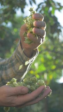 Green hop cones with pointed petals held by hands. Known for their role in beer production, hops contribute flavor and bitterness. Sunlight shines on green backdrop