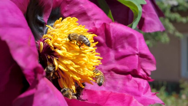 Large purple peony blooms brightly with bees hovering nearby. Golden center draws insects collecting nectar, showcasing connection between vibrant flora and pollinators