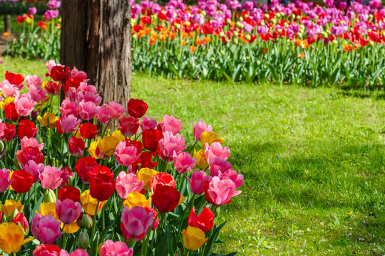 満開のチューリップの花々