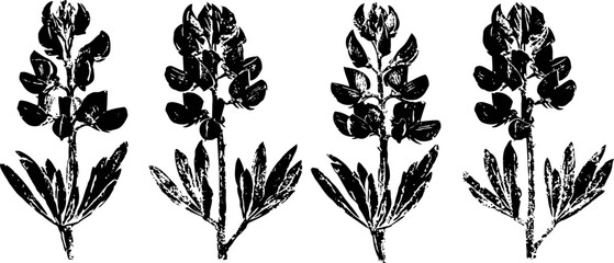 Naklejka premium set of four black and white isolated lupine flowers with leaves, botanical vintage illustrations