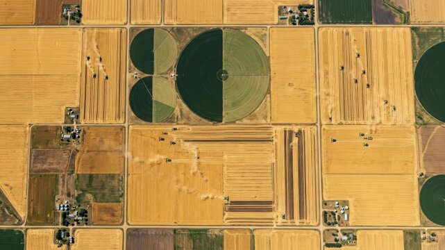An aerial view of a patchwork of agricultural fields at harvest time, combines leaving geometric tracks of darker stubble across golden wheat fields, dust plumes rising