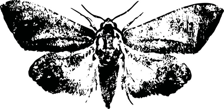 Black ink illustration of a moth with spread wings, detailed vintage entomology drawing