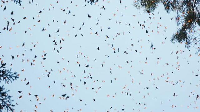 A vast colony of monarch butterflies in Mexico fills the sky and forest. At sunset they blanket tree branches, then lift together, swirling above grass before gently settling again in golden light