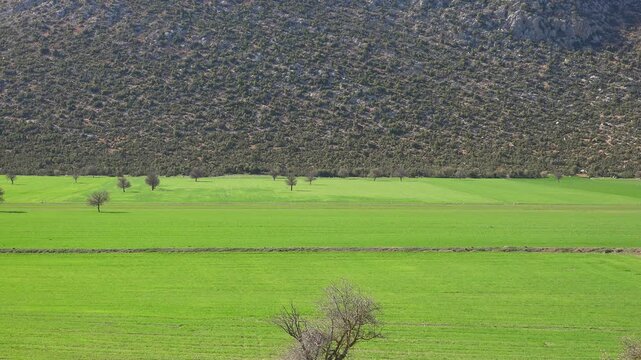 Foothills of a scrub covered hill rising above the edge of a vivid green field in natural light. Rural terrain, countryside, vegetation, and topography suggest remote landform study and earth science.