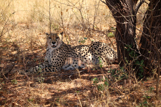 Afrikanischer Gepard