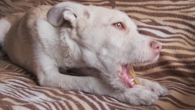 Puppy chewing rawhide bone toy during teething, playful pet behavior and dental care in home environment