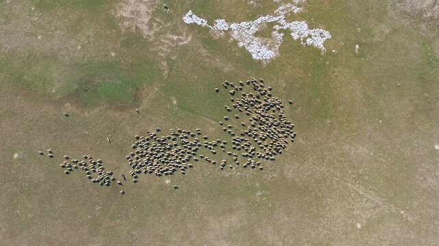 Aerial drone view of sheep flock with shepherd dog and Ovis aries in barren treeless steppe. Calm weather, wild terrain, arid plain, rural landscape reveal habitat behavior natural adaptation.