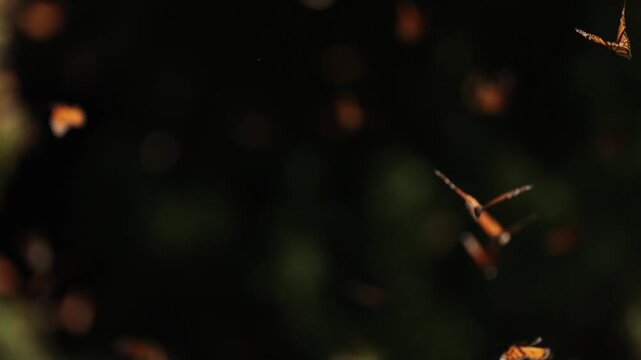 Monarch butterflies cluster by the thousands in Mexico, mesmerizing from grass, glowing on trees under the sunset. They rise in clouds, dance in the air, and return to leaves and grass