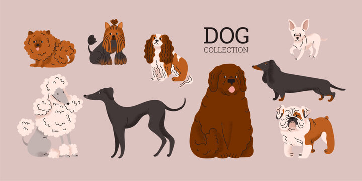 Collection of different dog breeds. Cute, funny pets. Domestic animal. Purebred dogs. Pomeranian, Terrier, Spaniel, Chihuahua, Poodle, Greyhound, Newfoundland, Dachshund, Bulldog. Cartoon illustration