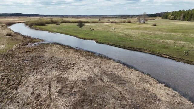 4K Cinematic Drone Footage of Grazing Horses by the Narew River Wetlands