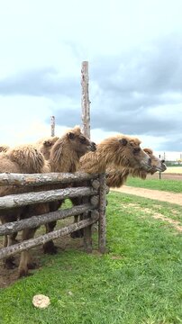 Bactrian camels on a private farm behind a fence