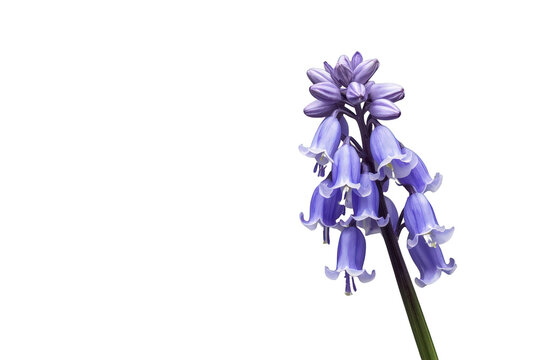 Bluebell flower blooming, a sprig of purple hyacinthoides on a transparent png background for spring designs