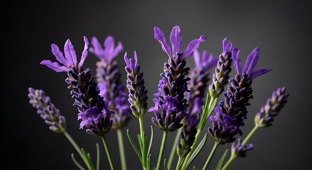 Obraz premium Vibrant purple lavender flowers are arranged in a bouquet against a dark background