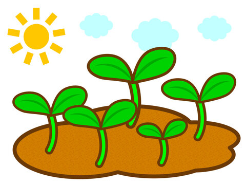 	発芽する芽と双葉のイラスト素材
