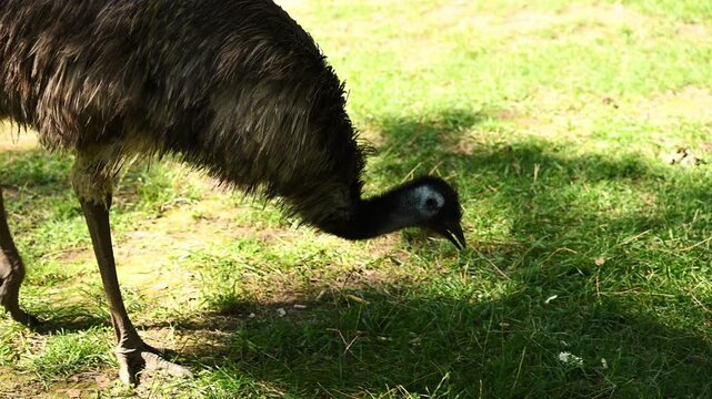Australian emu bird grazing on green grass. Concept of exotic wildlife, biodiversity, large flightless bird in natural park habitat, ostrich family species in sunny meadow. Dromaius novaehollandiae. 