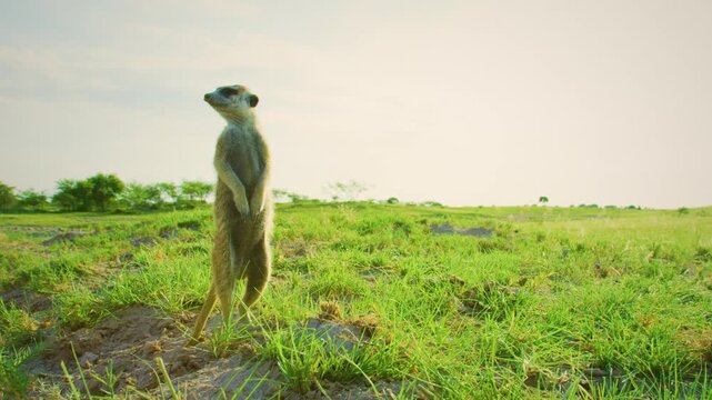Meerkat or suricate (Suricata suricatta) on the lookout in kruger national park.