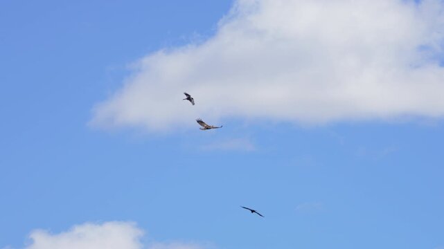 Golden Eagle flying through the sky as Ravens chase it in slow motion.