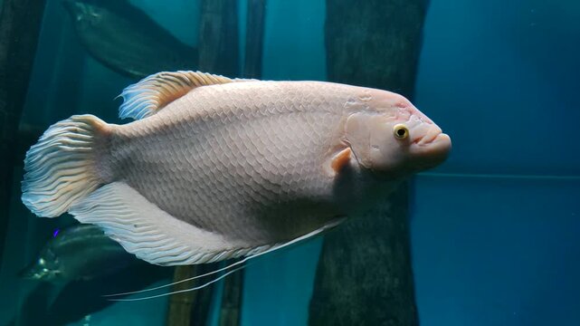 Albino gourami fish with a white body, one of the freshwater ornamental fish in the aquarium