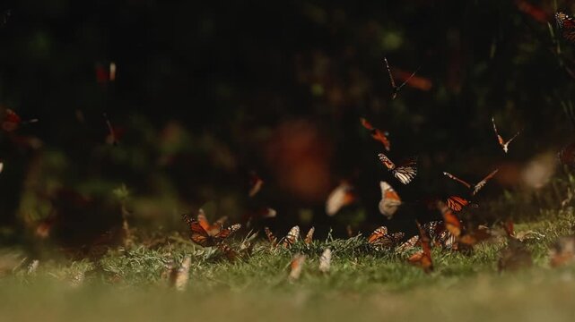 Monarch butterflies cluster by the thousands in Mexico, mesmerizing from grass, glowing on trees under the sunset. They rise in clouds, dance in the air, and return to leaves and grass