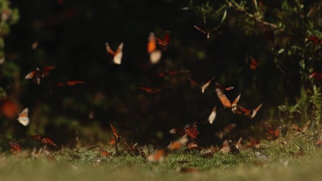 Monarch butterflies cluster by the thousands in Mexico, mesmerizing from grass, glowing on trees under the sunset. They rise in clouds, dance in the air, and return to leaves and grass