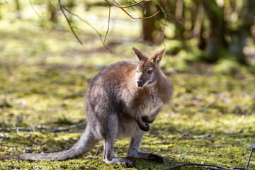 Close up portrait of Red-necked Wallaby or Bennett's Wallaby, Macropus rufogriseus. © Eleonora