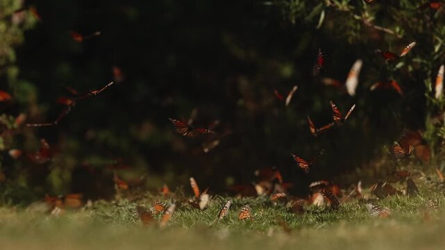 Monarch butterflies cluster by the thousands in Mexico, mesmerizing from grass, glowing on trees under the sunset. They rise in clouds, dance in the air, and return to leaves and grass