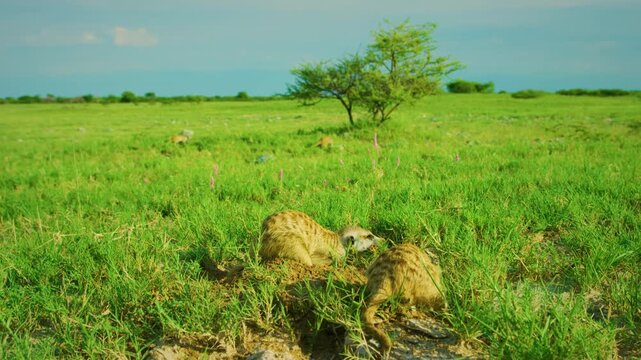 Meerkat or suricate (Suricata suricatta) digging soil to eat insects.