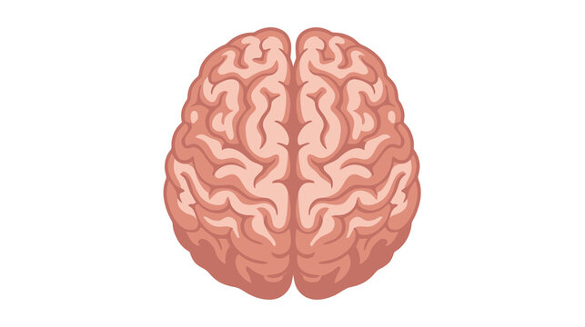 Flat color vector illustration of human brain top view, clean medical anatomy graphic isolated on white background.