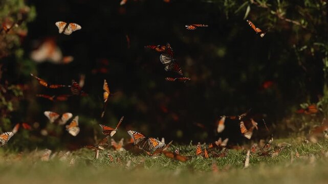Monarch butterflies cluster by the thousands in Mexico, mesmerizing from grass, glowing on trees under the sunset. They rise in clouds, dance in the air, and return to leaves and grass