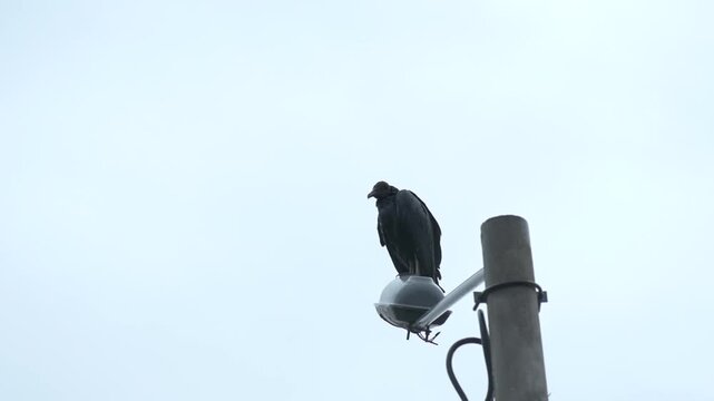 Black vulture, Coragyps atratus, perched on a street light pole against a clear sky background. Minimalist scene representing urban wildlife.