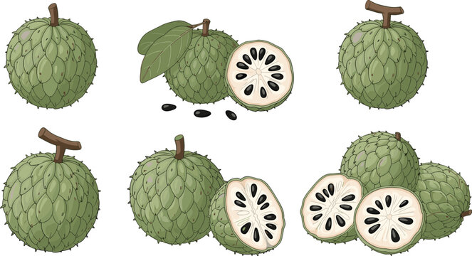 Cherimoya (Custard Apple) Fruit Set with Whole and Sliced Illustrations for Tropical, Exotic Fruits, and Healthy Food Designs