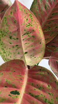 Aglonema big roy plants are planted in pots