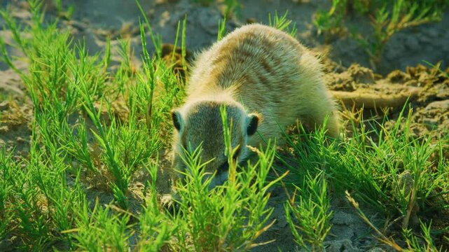 Meerkat or suricate (Suricata suricatta) eating insects from grass in Serengeti national park of tanzania.