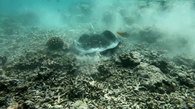 The round ribbontail ray or blotched fantail ray (Taeniurops meyeni) is a species of stingray in the family Dasyatidae, Indian Ocean, Maldives