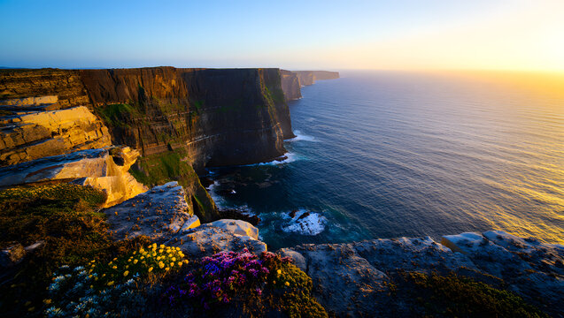 Cliffs of moher in ireland at sunrise with colorful flowers on rocky cliffside