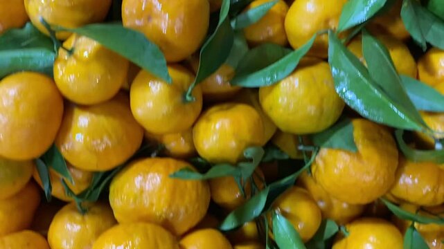 Fresh tangerines with stems and leaves, for sale at market.