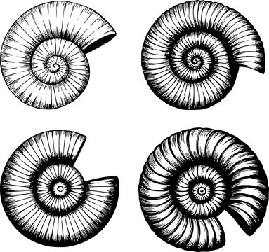 Black and white of ammonite fossils white background, shell spiral ancient