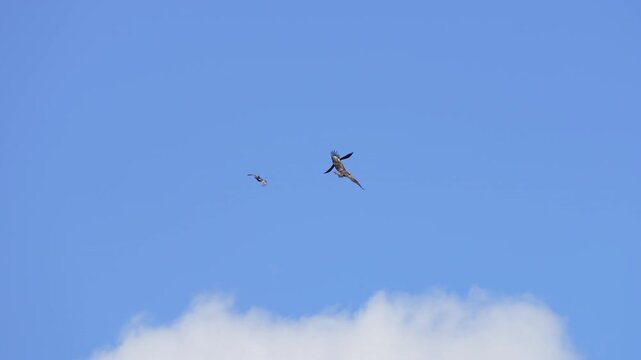 Two Ravens chasing a Golden Eagle through the sky in slow motion.