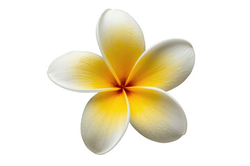 Obraz premium Frangipani plumeria flower with white petals and yellow center creating a tropical beauty symbol on transparent background