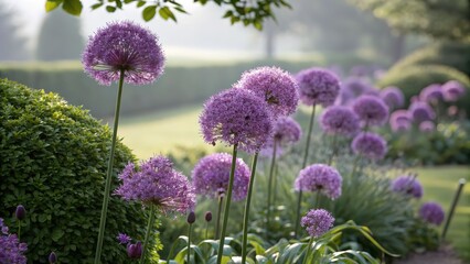Obraz premium allium flowers in a garden with green grass and hedges